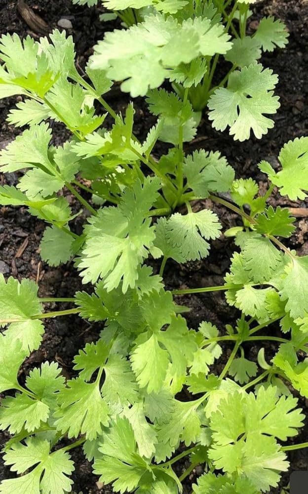 Organic Cilantro Herb Seeds for Planting – Heirloom, Non-GMO, High Germination Organic Garden Seeds for Culinary Use