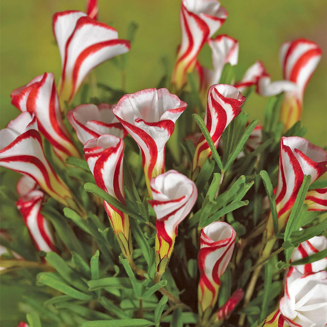 Semillas de Flores de Oxalis Rojo y Blanco para Plantar – Semillas de Jardín Orgánicas, No Transgénicas, de Alta Germinación, Variedad Antigua