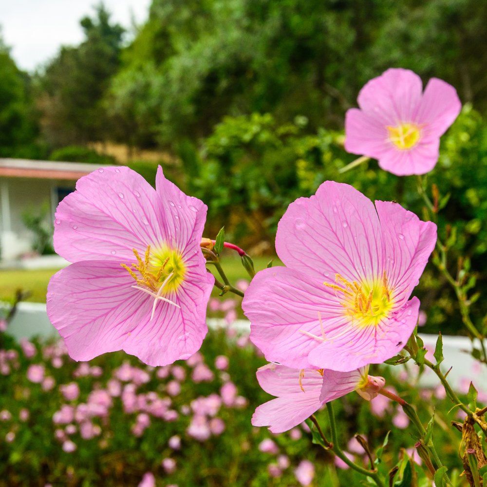Beach Evening Primrose Seeds for Planting