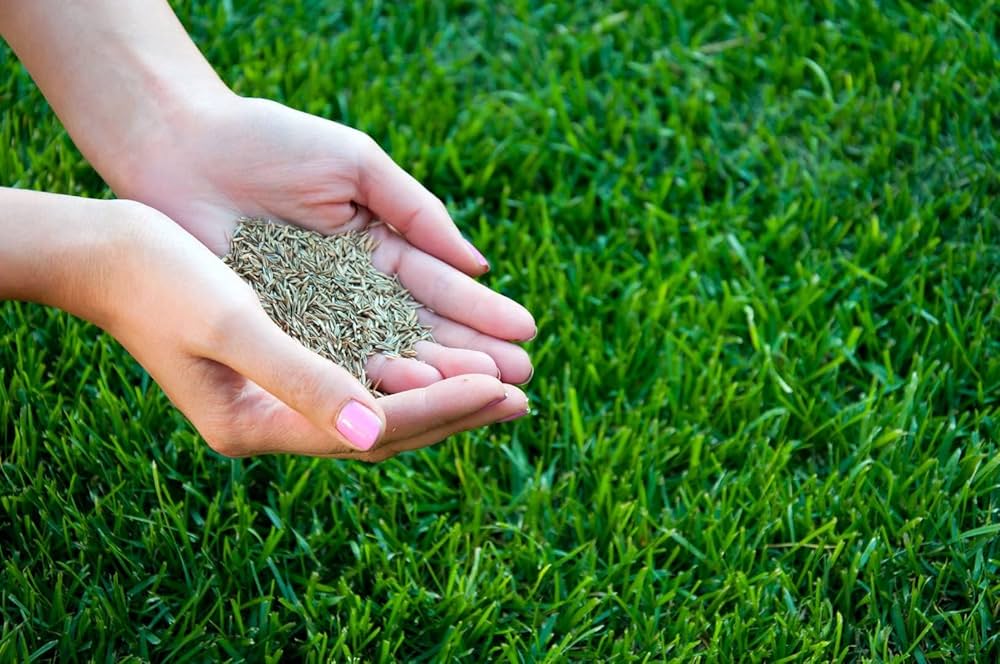 evergreen lawn flower seeds