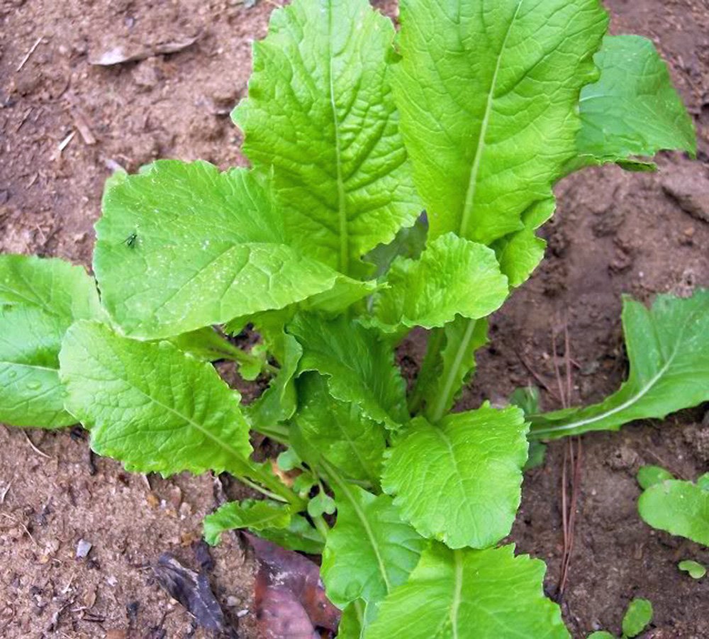Seventop Turnip herb seeds