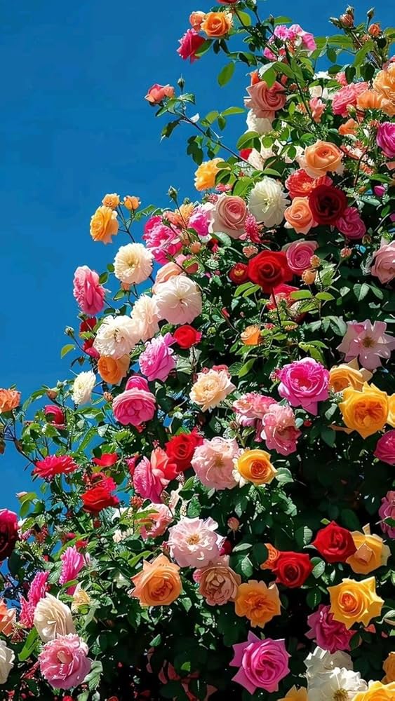 Mixed Florida Rose Flower Seeds – Heirloom Non-GMO High Germination Seeds