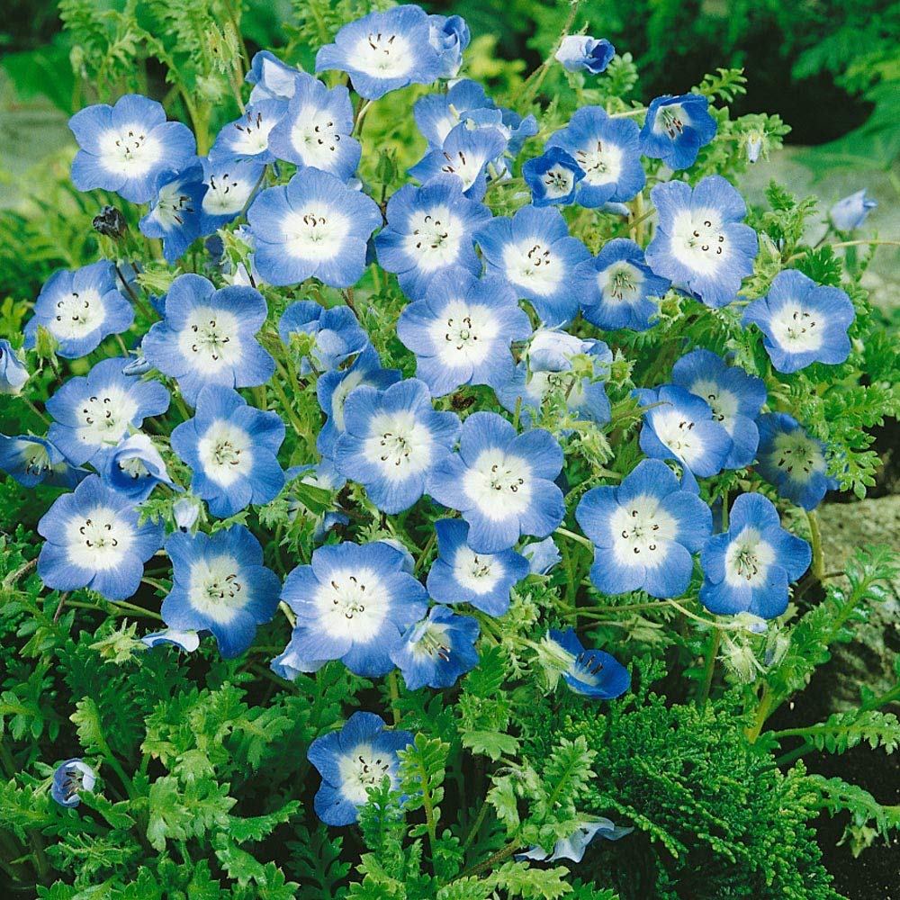 blue baby flower seeds