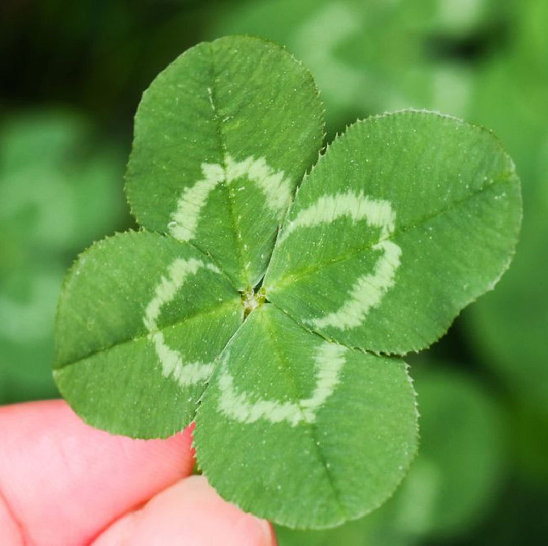four leaf flower seeds