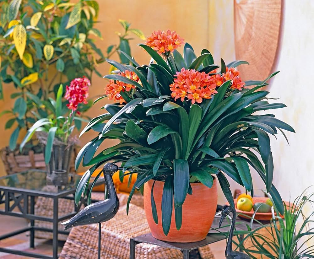 clivia for flower seeds