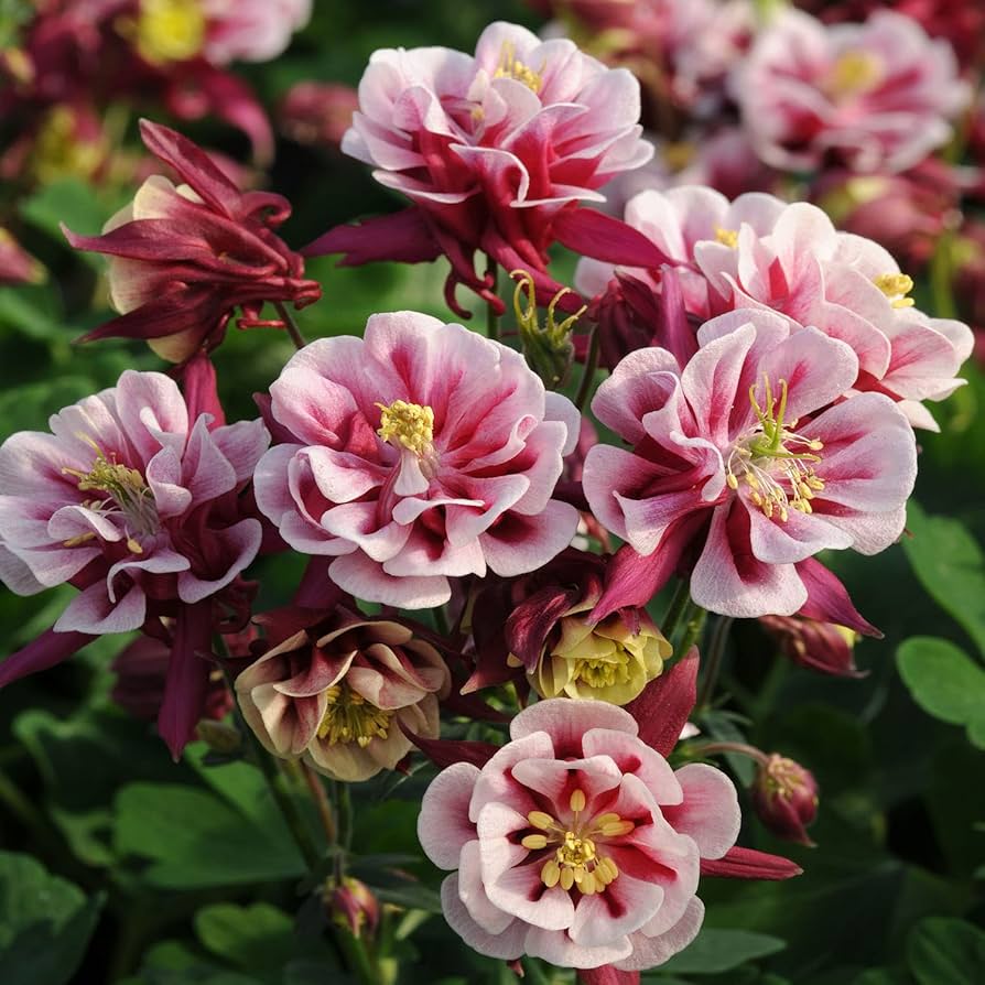 winky double flower seeds