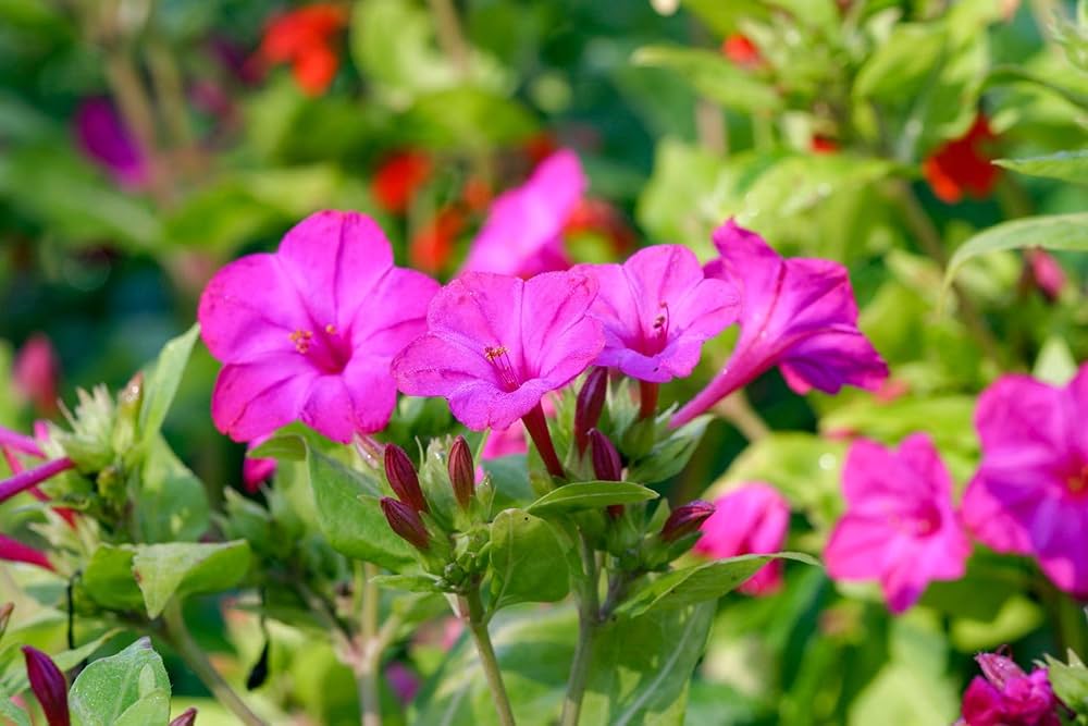 red four flower seeds