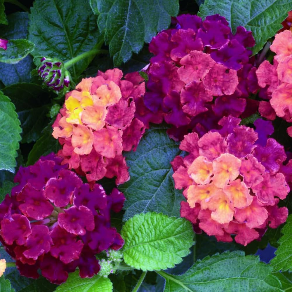 lantana camara flower seeds