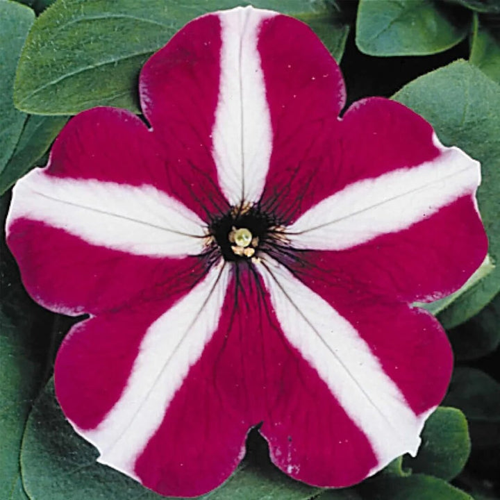 Semillas de Petunia Granate Blanca – Variedad Tradicional, No Modificadas Genéticamente, Semillas de Alta Germinación