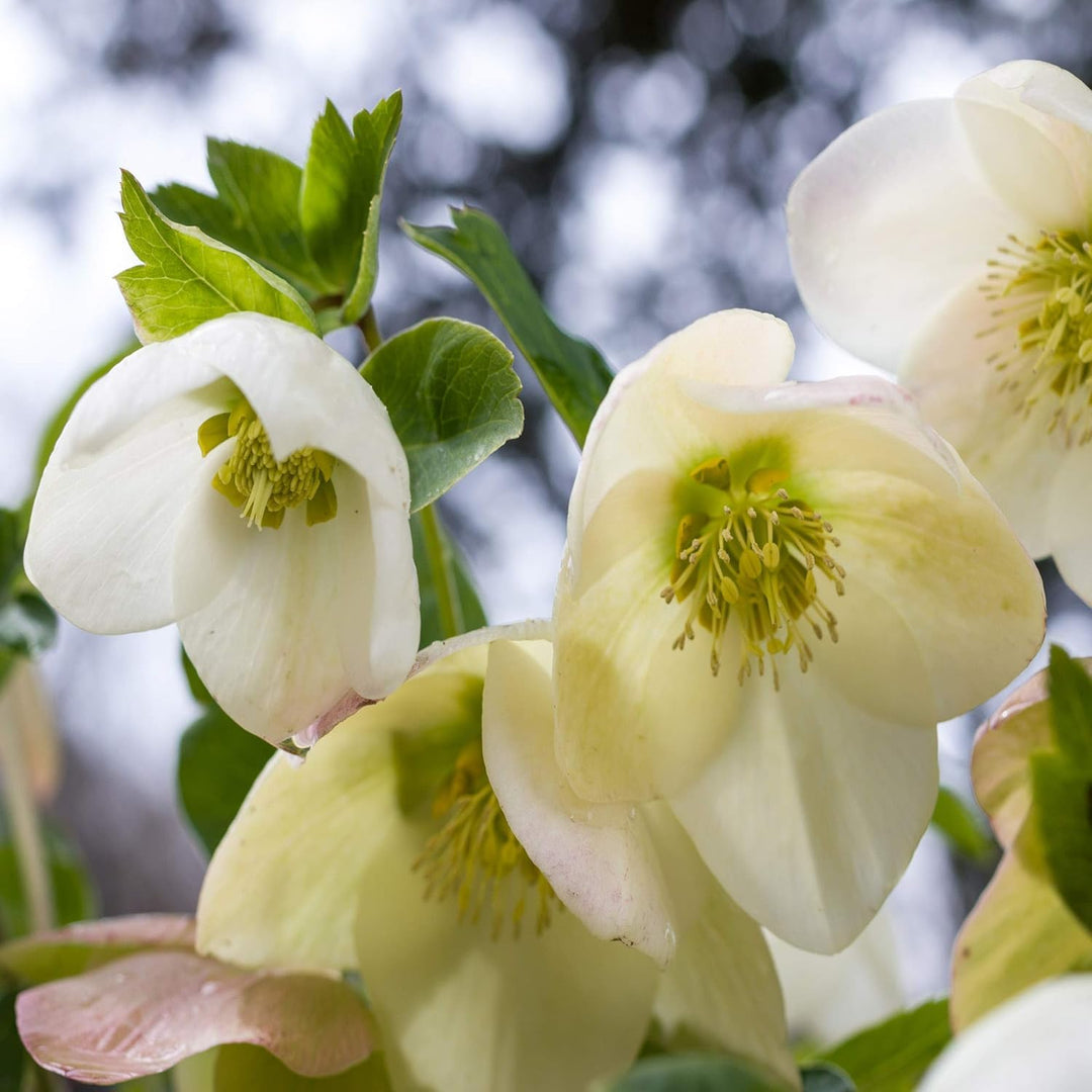 helleborus lenten flower seeds