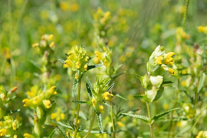 yellow british flower seeds