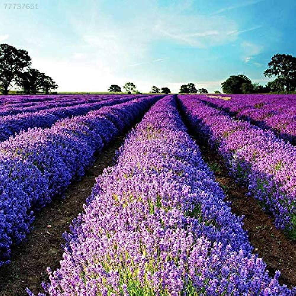 Lavender Ellagance herb seeds