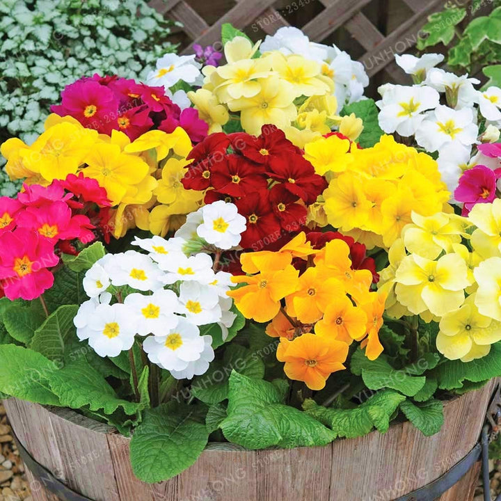 Primula malacoides Flower Seeds for Planting