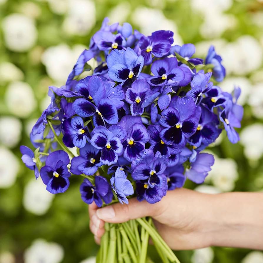 blue purple flower seeds