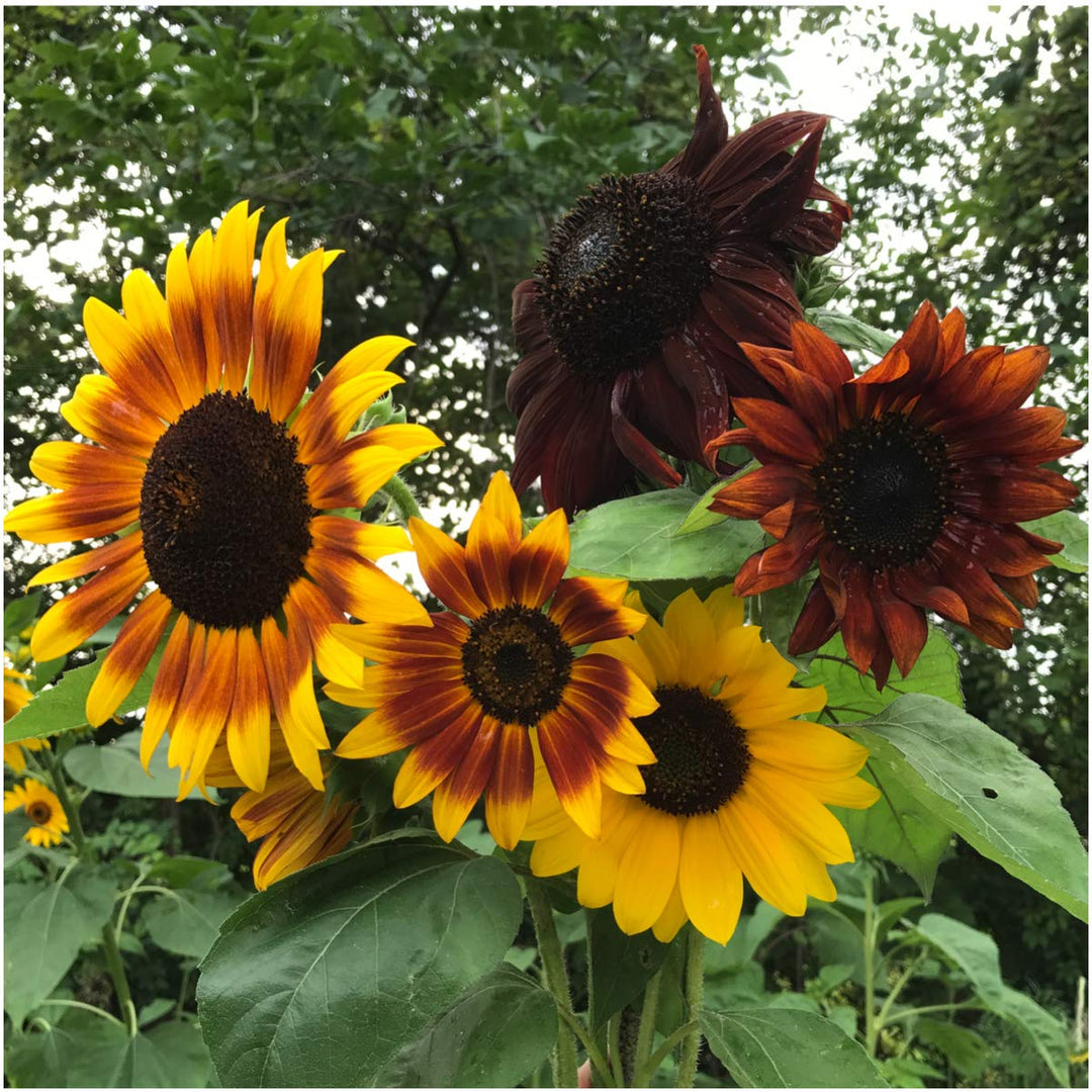 helianthus annuus flower seeds