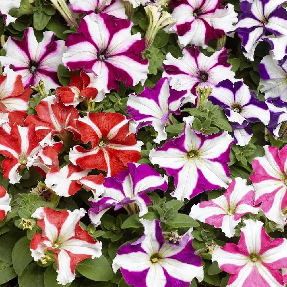 Gefüllte Petunien-Blumensamen gemischt – Alte Sorte, gentechnikfrei, keimfreudige Samen zum Pflanzen