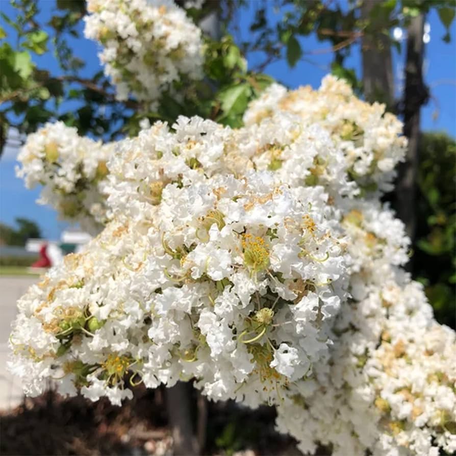 Myrtle Flower Seeds White – Heirloom, Non-GMO, High Germination Organic Seeds