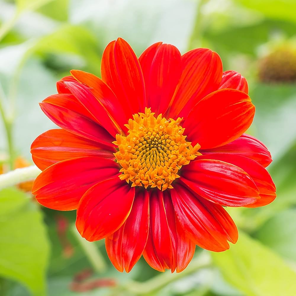 red mexican flower seeds