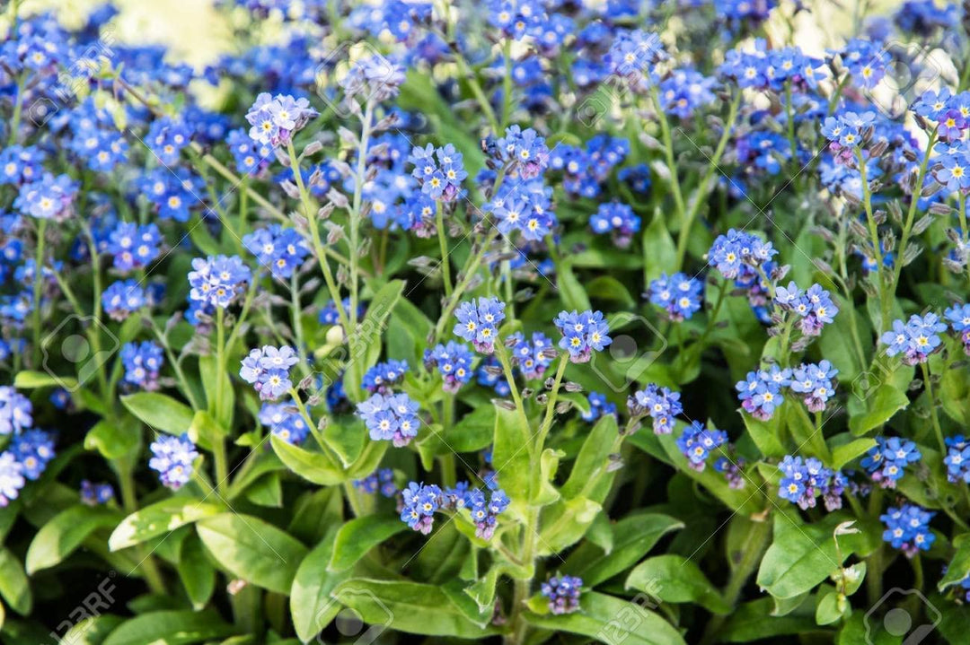 forget me flower seeds