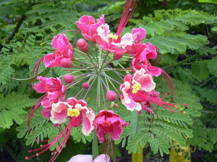 Pink Caesalpinia Flower Seeds – Heirloom, Non-GMO, High Germination Seeds, Organic Garden Seeds, Seeds for Planting