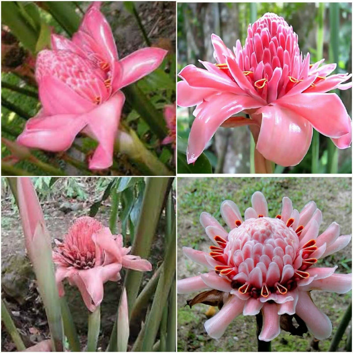 Pink Etlingera Flower Seeds – Heirloom, Non-GMO, High Germination Seeds
