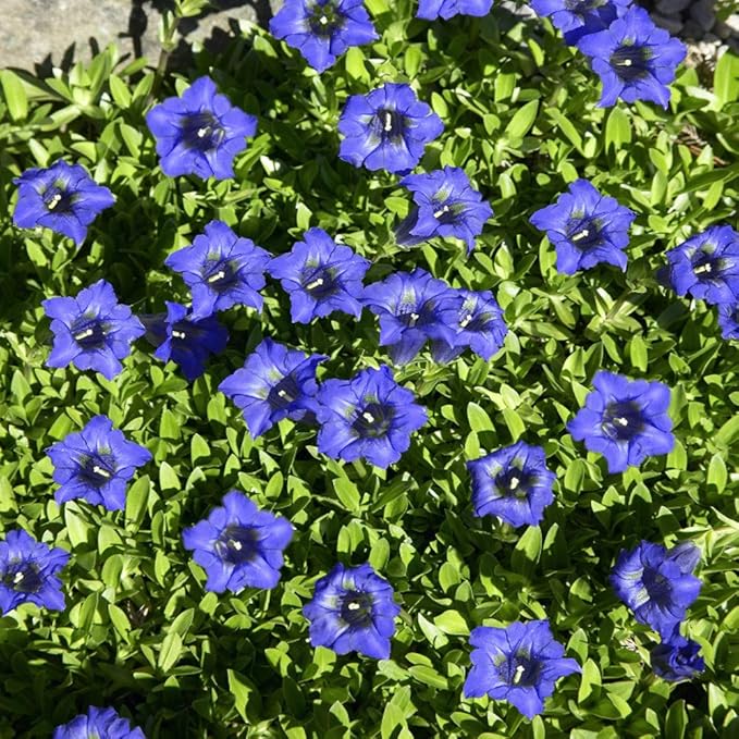gentian gentiana flower seeds
