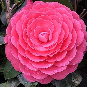 camellia for flower seeds