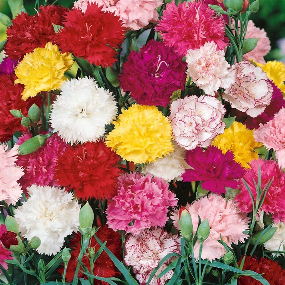 carnation dianthus flower seeds