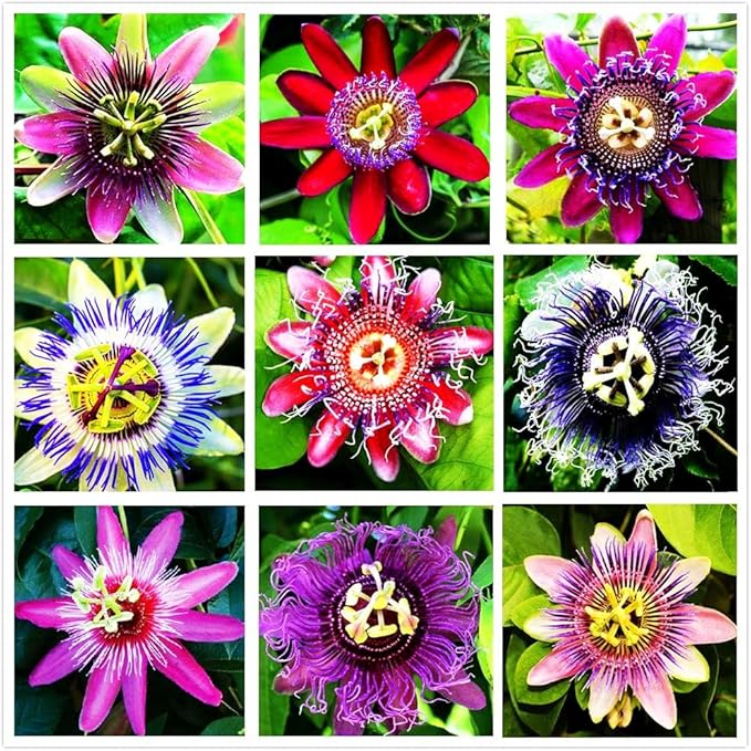 passion flower flower seeds