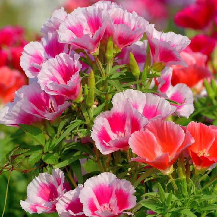 Pink Godetia Flower Seeds – Heirloom, Non-GMO High Germination Seeds for Planting | Organic Garden Seeds