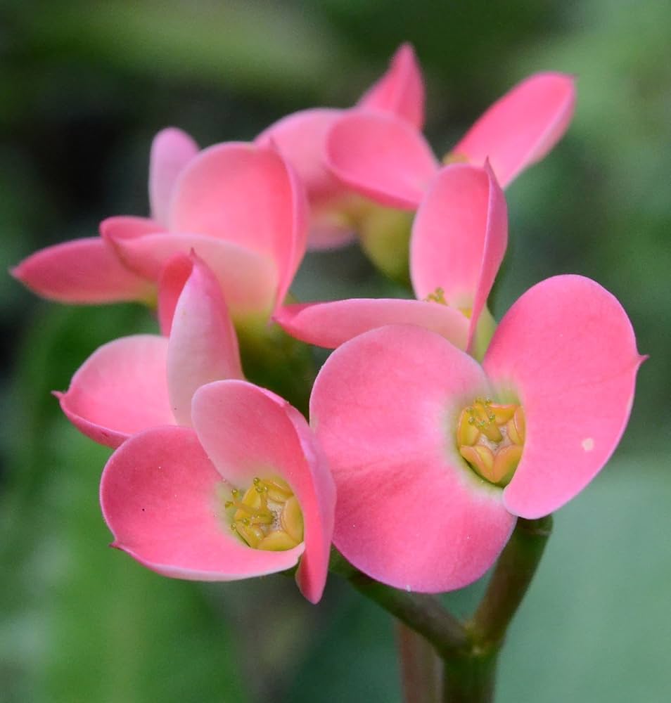 Crown Thorns Flower Seeds Pink – Heirloom Non-GMO High Germination Seeds
