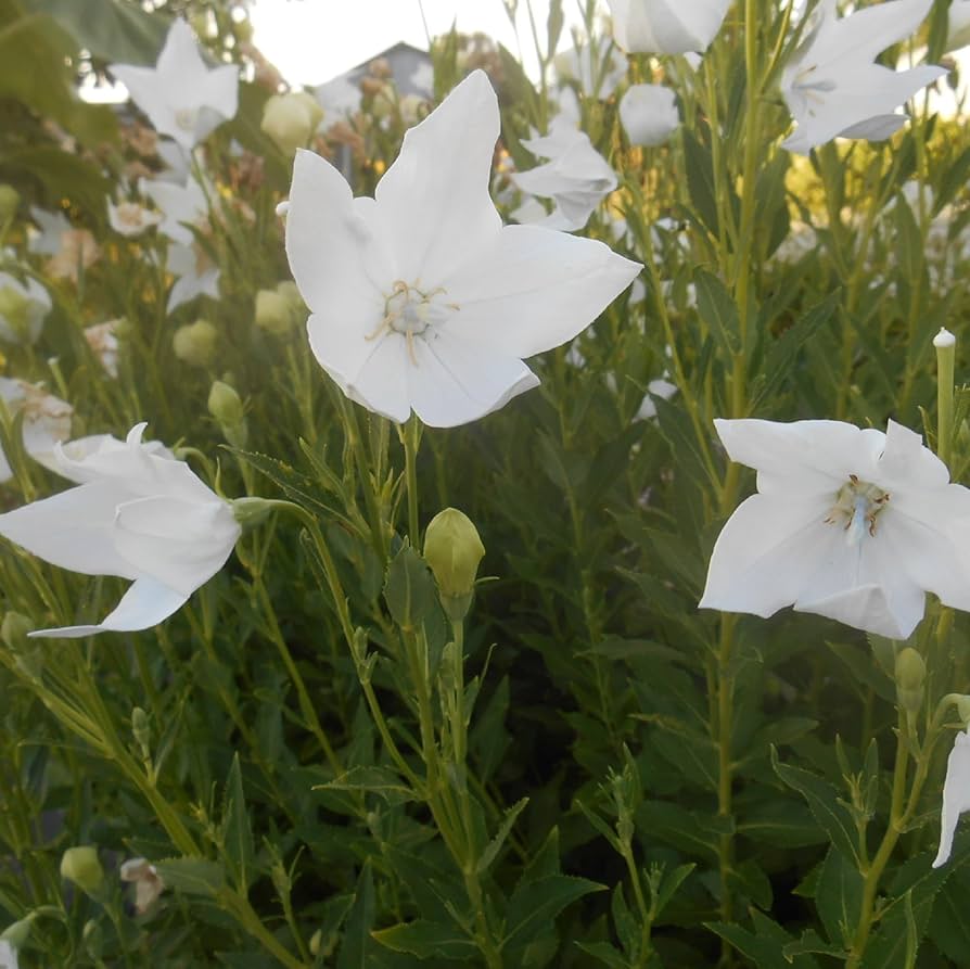 white platycodon flower seeds