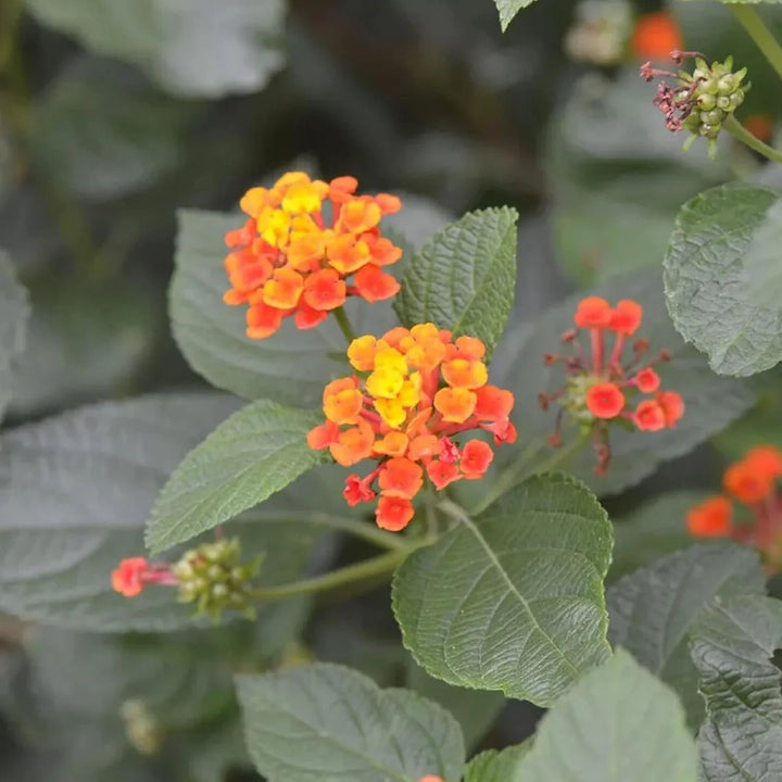Lantana Flower Seeds Orange – Heirloom, Non-GMO, High Germination Seeds