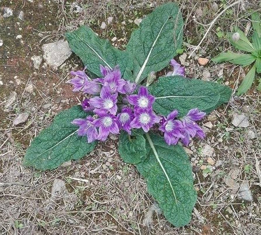 Mandragora Flower Seeds – Heirloom, Non-GMO, High Germination Seeds