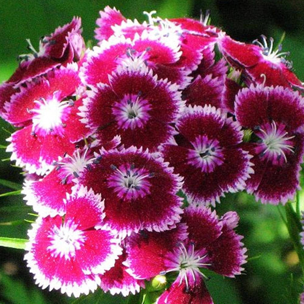 mixed color flower seeds
