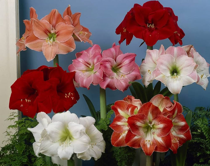 Mixed Hippeastrum Flower Seeds – Heirloom, Non-GMO, High Germination Seeds
