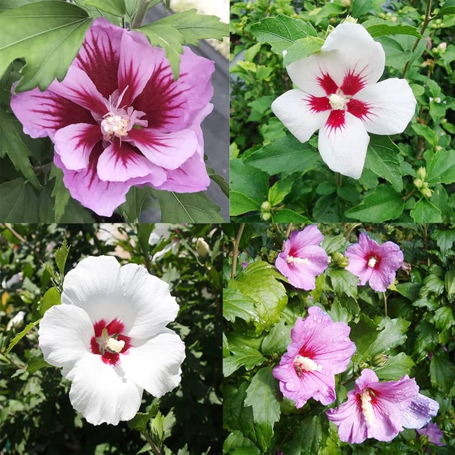 mixed colors flower seeds