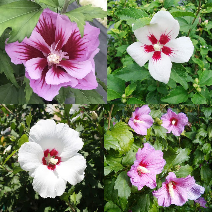 Gemischte Sharon-Hibiskus-Syriacus-Blumensamen, alte Sorte, gentechnikfrei, hohe Keimrate, Bio-Gartensamen zum Pflanzen