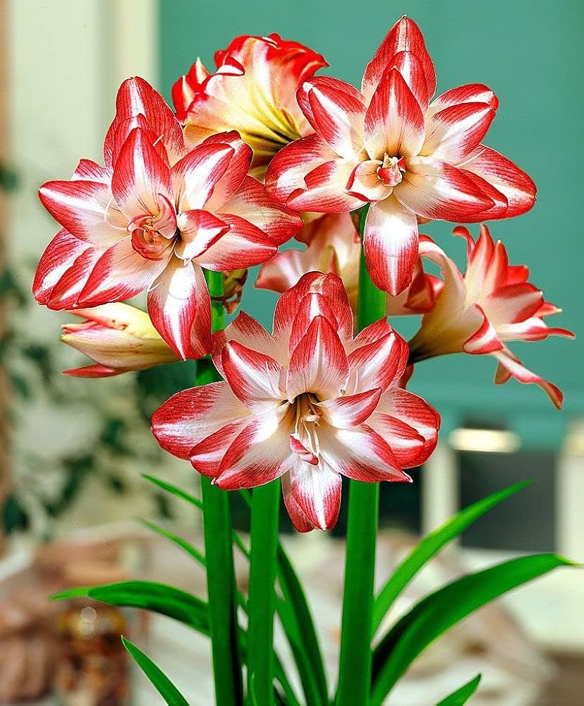 Semillas de flores Hippeastrum – Tradicionales, sin OMG, de alta germinación