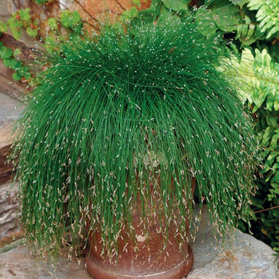 fiber optic flower seeds
