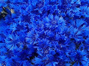 Blue Hibiscus Flower Seeds for Planting