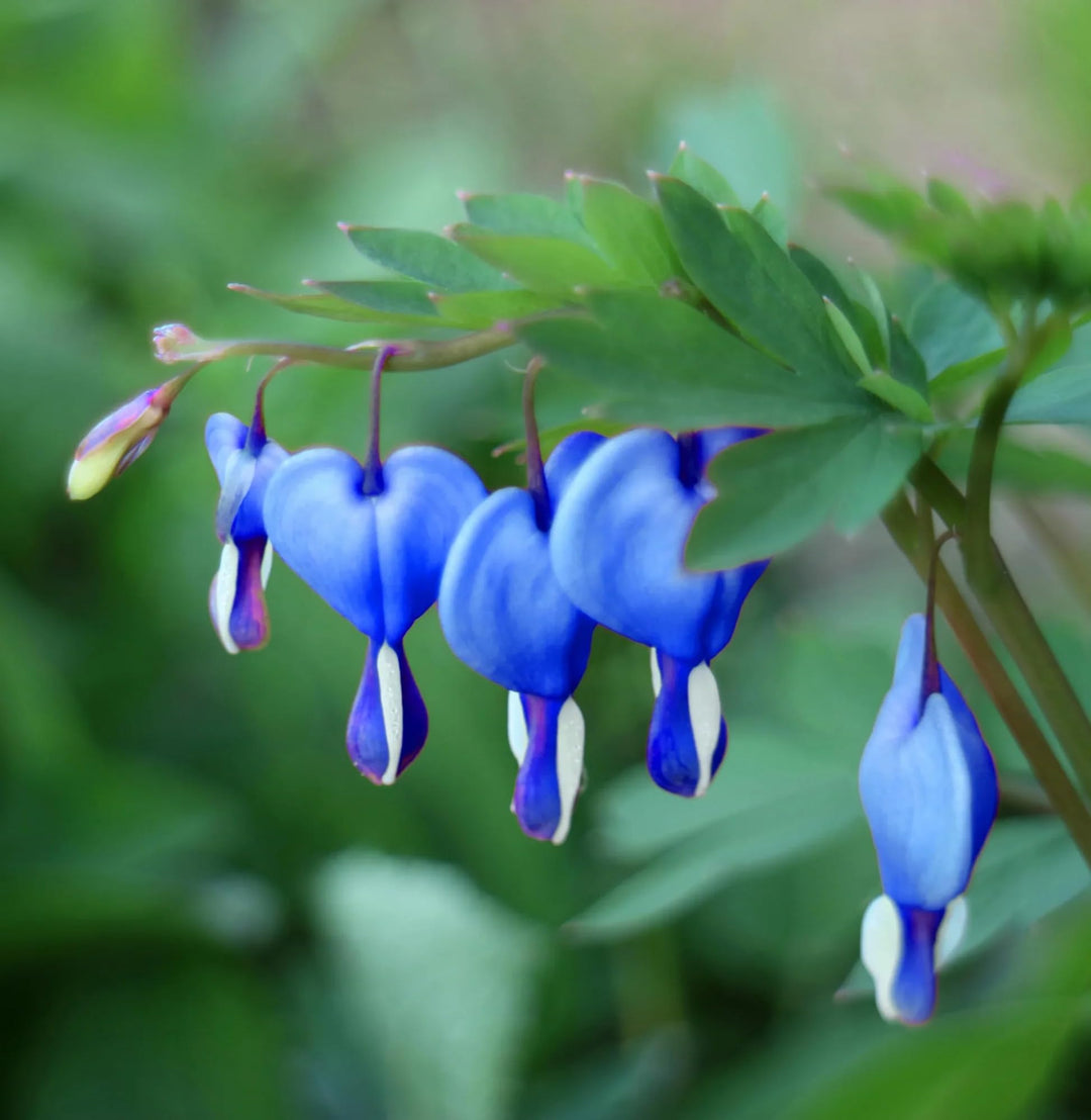 Blue Lamprocapnos Flower Seeds – Heirloom, Non-GMO, High Germination Seeds