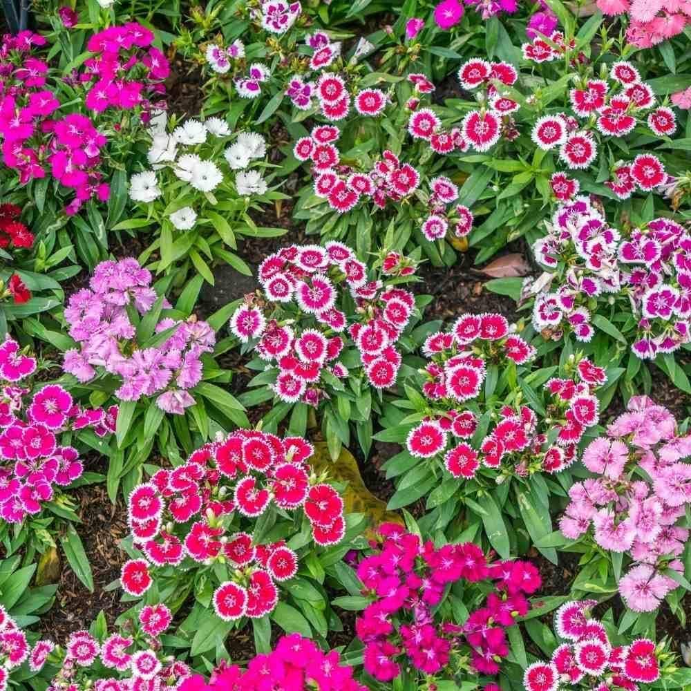 dianthus barbatus flower seeds