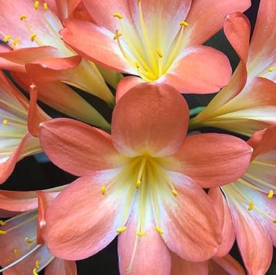 Peach Perennial Clivia Flower Seeds for Planting – Heirloom Non-GMO High Germination