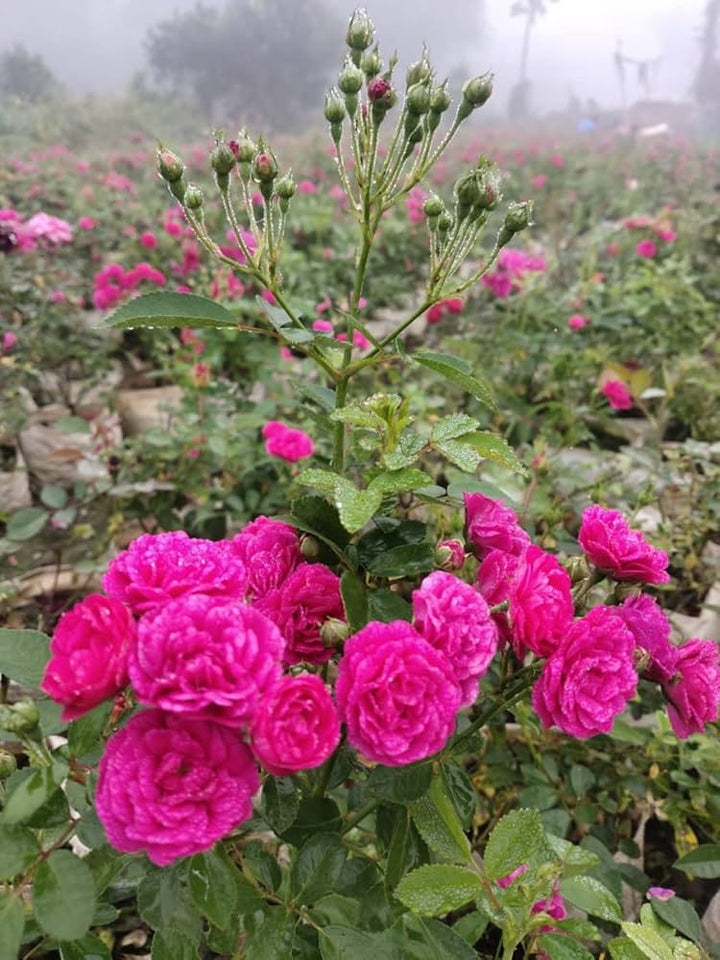 Rose Flower Seeds for Planting