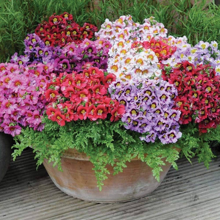 Orchid Flower Seeds Mixed – Heirloom, Non-GMO, High Germination Seeds