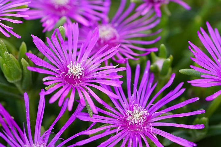 Delosperma Purple Flower Seeds for Planting Heirloom Non-GMO High Germination Organic Garden Seeds