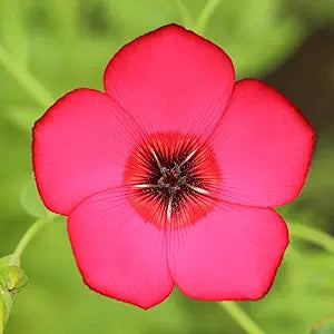 red scarlet flower seeds
