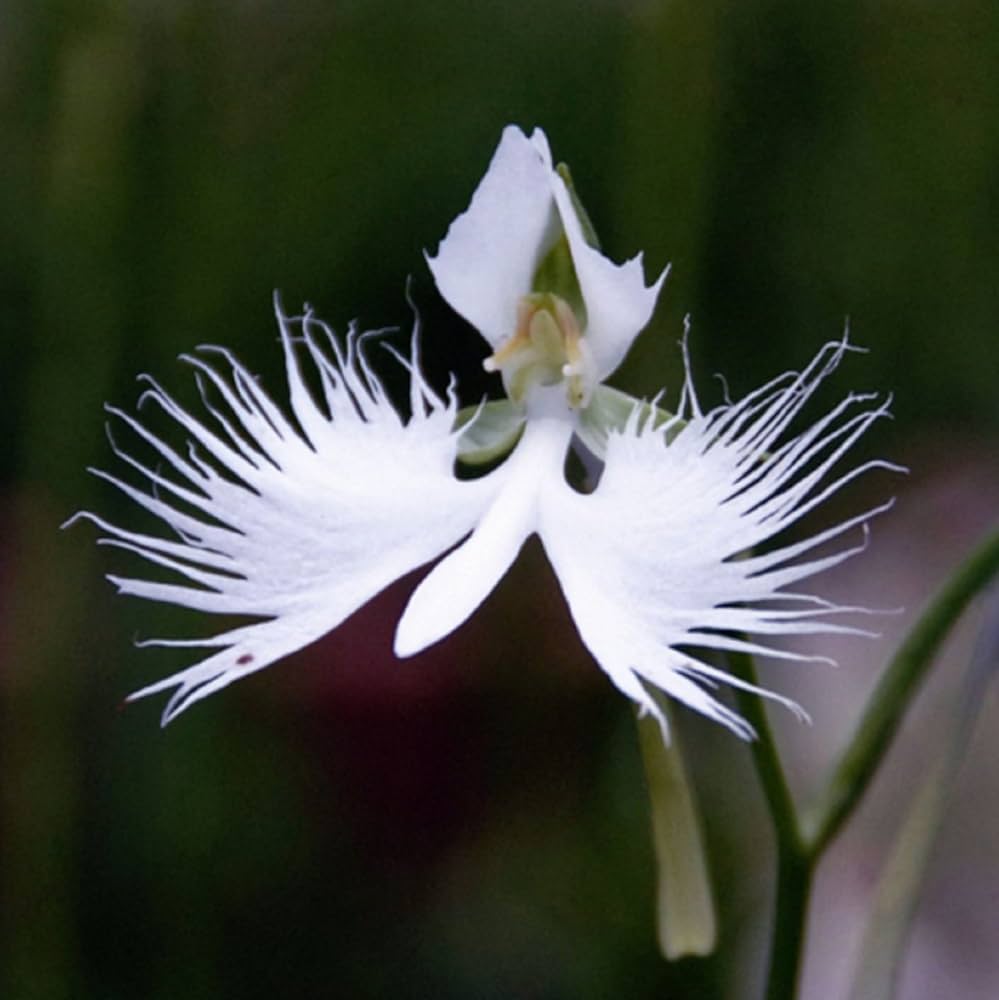 japanese radiata flower seeds