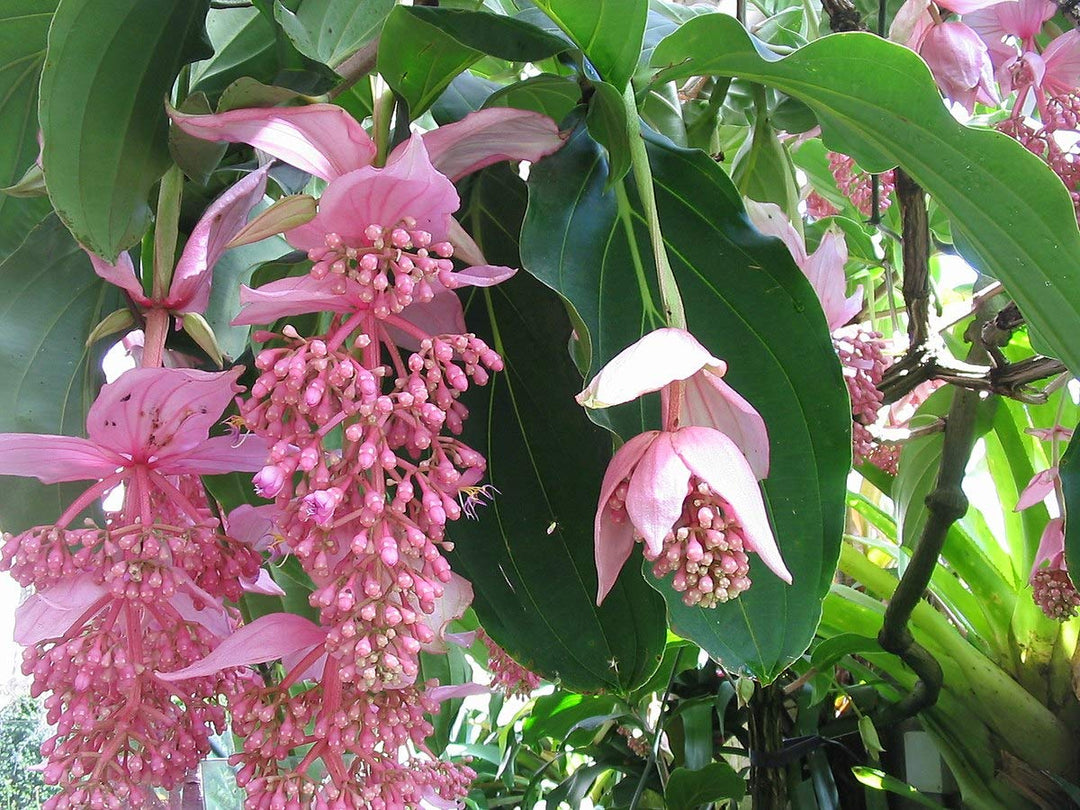 Pink Medinilla Flower Seeds – Heirloom, Non-GMO, High Germination Seeds